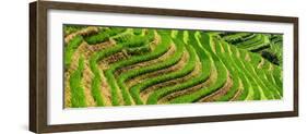 China 10MKm2 Collection - Rice Terraces - Longsheng Ping'an - Guangxi-Philippe Hugonnard-Framed Photographic Print