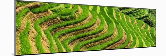 China 10MKm2 Collection - Rice Terraces - Longsheng Ping'an - Guangxi-Philippe Hugonnard-Mounted Photographic Print