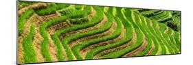 China 10MKm2 Collection - Rice Terraces - Longsheng Ping'an - Guangxi-Philippe Hugonnard-Mounted Photographic Print