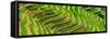 China 10MKm2 Collection - Rice Terraces - Longsheng Ping'an - Guangxi-Philippe Hugonnard-Framed Stretched Canvas