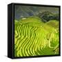 China 10MKm2 Collection - Rice Terraces - Longsheng Ping'an - Guangxi-Philippe Hugonnard-Framed Stretched Canvas