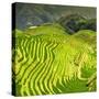 China 10MKm2 Collection - Rice Terraces - Longsheng Ping'an - Guangxi-Philippe Hugonnard-Stretched Canvas