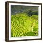 China 10MKm2 Collection - Rice Terraces - Longsheng Ping'an - Guangxi-Philippe Hugonnard-Framed Photographic Print