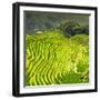 China 10MKm2 Collection - Rice Terraces - Longsheng Ping'an - Guangxi-Philippe Hugonnard-Framed Photographic Print