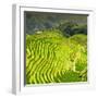 China 10MKm2 Collection - Rice Terraces - Longsheng Ping'an - Guangxi-Philippe Hugonnard-Framed Photographic Print