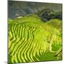 China 10MKm2 Collection - Rice Terraces - Longsheng Ping'an - Guangxi-Philippe Hugonnard-Mounted Photographic Print