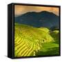 China 10MKm2 Collection - Rice Terraces - Longsheng Ping'an - Guangxi-Philippe Hugonnard-Framed Stretched Canvas