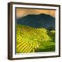 China 10MKm2 Collection - Rice Terraces - Longsheng Ping'an - Guangxi-Philippe Hugonnard-Framed Photographic Print