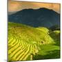 China 10MKm2 Collection - Rice Terraces - Longsheng Ping'an - Guangxi-Philippe Hugonnard-Mounted Photographic Print