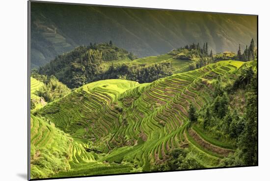 China 10MKm2 Collection - Rice Terraces - Longsheng Ping'an - Guangxi-Philippe Hugonnard-Mounted Photographic Print