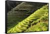 China 10MKm2 Collection - Rice Terraces - Longsheng Ping'an - Guangxi-Philippe Hugonnard-Framed Stretched Canvas