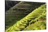 China 10MKm2 Collection - Rice Terraces - Longsheng Ping'an - Guangxi-Philippe Hugonnard-Stretched Canvas