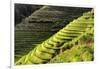 China 10MKm2 Collection - Rice Terraces - Longsheng Ping'an - Guangxi-Philippe Hugonnard-Framed Photographic Print