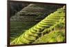 China 10MKm2 Collection - Rice Terraces - Longsheng Ping'an - Guangxi-Philippe Hugonnard-Framed Photographic Print