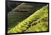 China 10MKm2 Collection - Rice Terraces - Longsheng Ping'an - Guangxi-Philippe Hugonnard-Framed Photographic Print