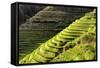 China 10MKm2 Collection - Rice Terraces - Longsheng Ping'an - Guangxi-Philippe Hugonnard-Framed Stretched Canvas