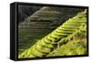 China 10MKm2 Collection - Rice Terraces - Longsheng Ping'an - Guangxi-Philippe Hugonnard-Framed Stretched Canvas