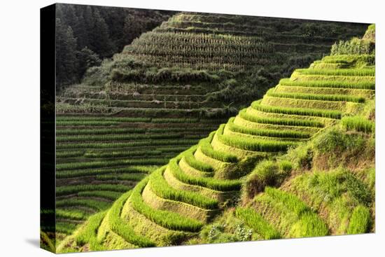 China 10MKm2 Collection - Rice Terraces - Longsheng Ping'an - Guangxi-Philippe Hugonnard-Stretched Canvas