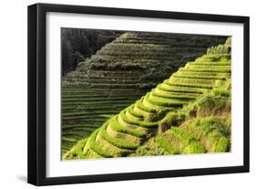 China 10MKm2 Collection - Rice Terraces - Longsheng Ping'an - Guangxi-Philippe Hugonnard-Framed Photographic Print