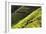 China 10MKm2 Collection - Rice Terraces - Longsheng Ping'an - Guangxi-Philippe Hugonnard-Framed Photographic Print