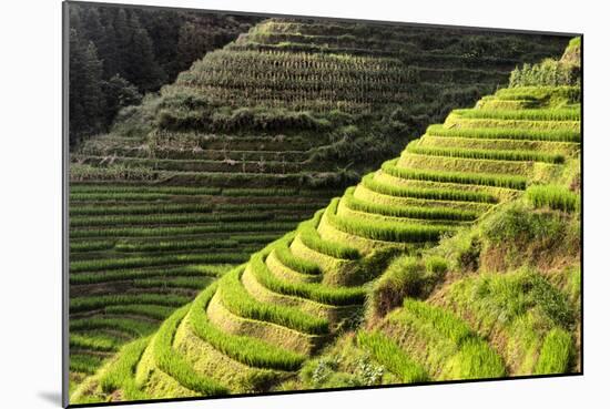 China 10MKm2 Collection - Rice Terraces - Longsheng Ping'an - Guangxi-Philippe Hugonnard-Mounted Photographic Print