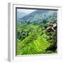 China 10MKm2 Collection - Rice Terraces - Longsheng Ping'an - Guangxi-Philippe Hugonnard-Framed Photographic Print