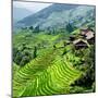 China 10MKm2 Collection - Rice Terraces - Longsheng Ping'an - Guangxi-Philippe Hugonnard-Mounted Photographic Print