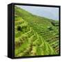 China 10MKm2 Collection - Rice Terraces - Longsheng Ping'an - Guangxi-Philippe Hugonnard-Framed Stretched Canvas