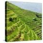 China 10MKm2 Collection - Rice Terraces - Longsheng Ping'an - Guangxi-Philippe Hugonnard-Stretched Canvas