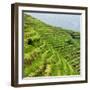 China 10MKm2 Collection - Rice Terraces - Longsheng Ping'an - Guangxi-Philippe Hugonnard-Framed Photographic Print