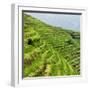 China 10MKm2 Collection - Rice Terraces - Longsheng Ping'an - Guangxi-Philippe Hugonnard-Framed Photographic Print