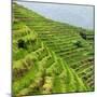 China 10MKm2 Collection - Rice Terraces - Longsheng Ping'an - Guangxi-Philippe Hugonnard-Mounted Photographic Print