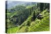 China 10MKm2 Collection - Rice Terraces - Longsheng Ping'an - Guangxi-Philippe Hugonnard-Stretched Canvas