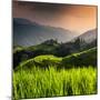 China 10MKm2 Collection - Rice Terraces - Longsheng Ping'an - Guangxi-Philippe Hugonnard-Mounted Photographic Print