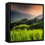 China 10MKm2 Collection - Rice Terraces - Longsheng Ping'an - Guangxi-Philippe Hugonnard-Framed Stretched Canvas