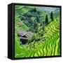 China 10MKm2 Collection - Rice Terraces - Longsheng Ping'an - Guangxi-Philippe Hugonnard-Framed Stretched Canvas