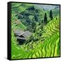 China 10MKm2 Collection - Rice Terraces - Longsheng Ping'an - Guangxi-Philippe Hugonnard-Framed Stretched Canvas