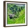 China 10MKm2 Collection - Rice Terraces - Longsheng Ping'an - Guangxi-Philippe Hugonnard-Framed Photographic Print