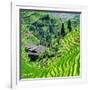 China 10MKm2 Collection - Rice Terraces - Longsheng Ping'an - Guangxi-Philippe Hugonnard-Framed Photographic Print