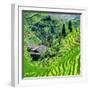 China 10MKm2 Collection - Rice Terraces - Longsheng Ping'an - Guangxi-Philippe Hugonnard-Framed Premium Photographic Print