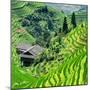 China 10MKm2 Collection - Rice Terraces - Longsheng Ping'an - Guangxi-Philippe Hugonnard-Mounted Premium Photographic Print