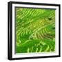 China 10MKm2 Collection - Rice Terraces - Longsheng Ping'an - Guangxi-Philippe Hugonnard-Framed Photographic Print