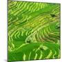 China 10MKm2 Collection - Rice Terraces - Longsheng Ping'an - Guangxi-Philippe Hugonnard-Mounted Photographic Print