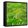 China 10MKm2 Collection - Rice Terraces - Longsheng Ping'an - Guangxi-Philippe Hugonnard-Framed Stretched Canvas