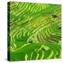 China 10MKm2 Collection - Rice Terraces - Longsheng Ping'an - Guangxi-Philippe Hugonnard-Stretched Canvas