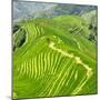 China 10MKm2 Collection - Rice Terraces - Longsheng Ping'an - Guangxi-Philippe Hugonnard-Mounted Premium Photographic Print