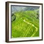 China 10MKm2 Collection - Rice Terraces - Longsheng Ping'an - Guangxi-Philippe Hugonnard-Framed Photographic Print