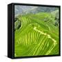 China 10MKm2 Collection - Rice Terraces - Longsheng Ping'an - Guangxi-Philippe Hugonnard-Framed Stretched Canvas