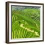 China 10MKm2 Collection - Rice Terraces - Longsheng Ping'an - Guangxi-Philippe Hugonnard-Framed Photographic Print