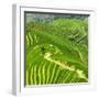 China 10MKm2 Collection - Rice Terraces - Longsheng Ping'an - Guangxi-Philippe Hugonnard-Framed Photographic Print